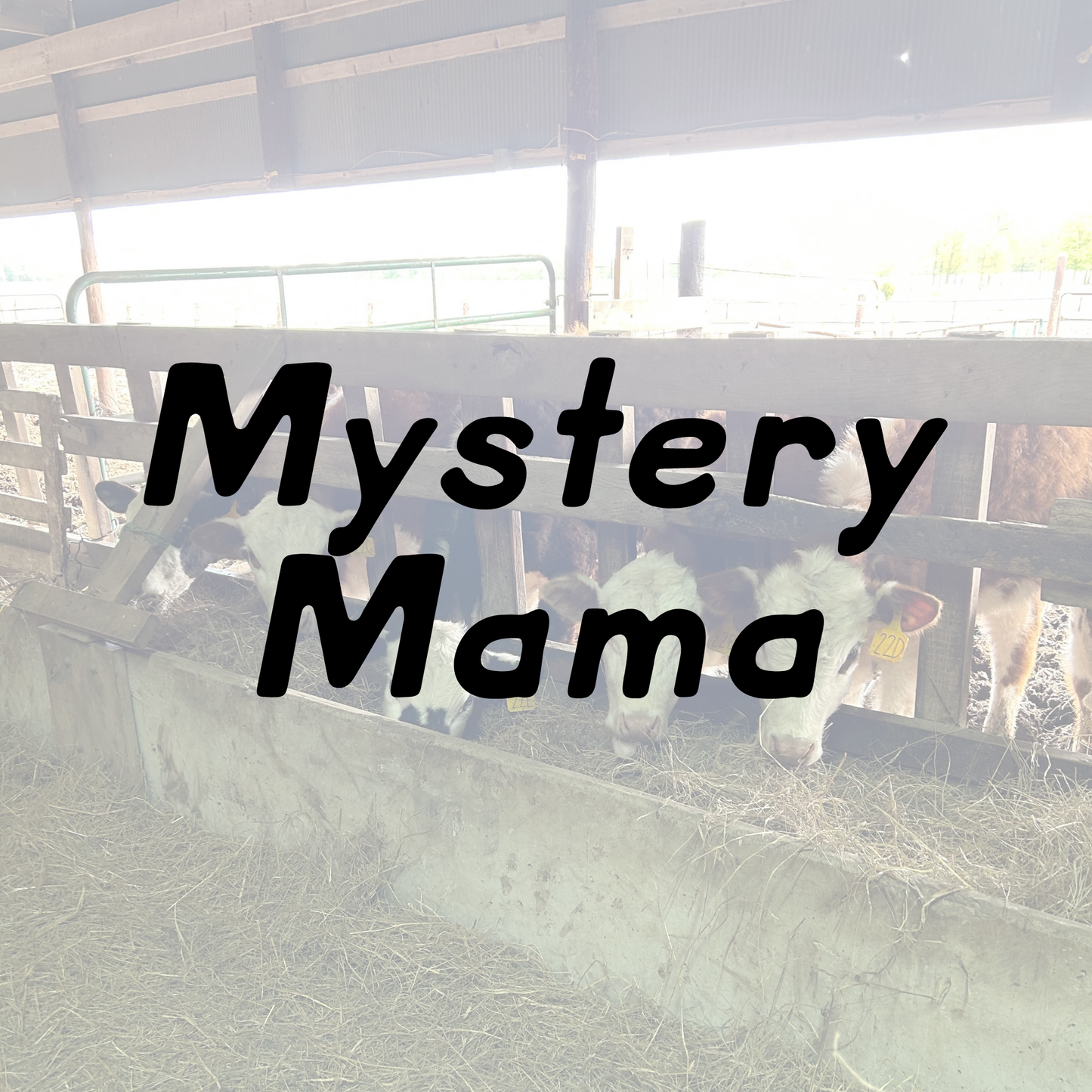 Mystery Mama